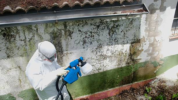 Trusted Commercial Mold Remediation service in West Sayville, NY - Cheap Mold Removal